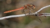 J18_2472 Sympetrum striolatum male